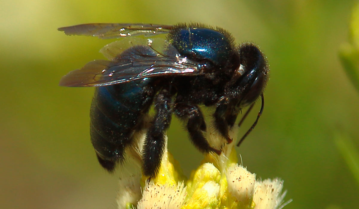 Mamangava (Xylocopa splendidula)