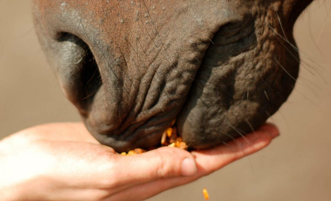 Alimentando o cavalo