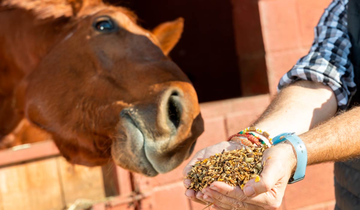 Alimentando cavalo na cocheira