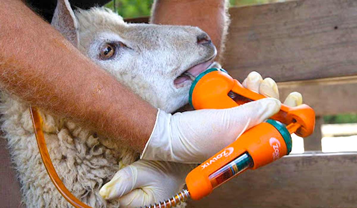Aplicação de vermífugo oral é tradição na criação de ovelhas no Brasil