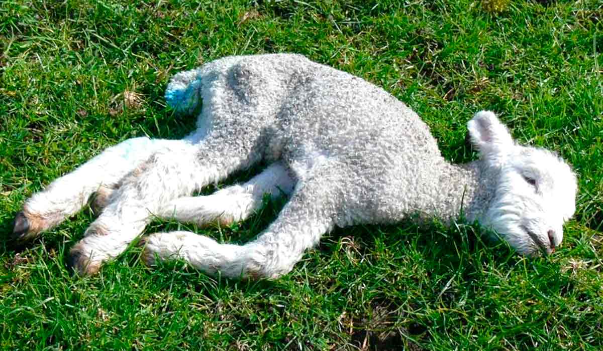 Verminose em ovinos, se não tratada pode debilitar um animal rapidamente, causando sua morte
