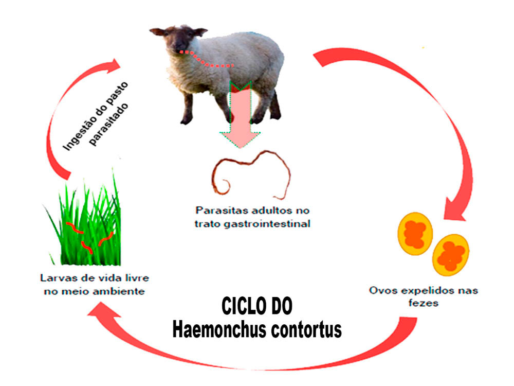 Ciclo do Haemonchus contortus