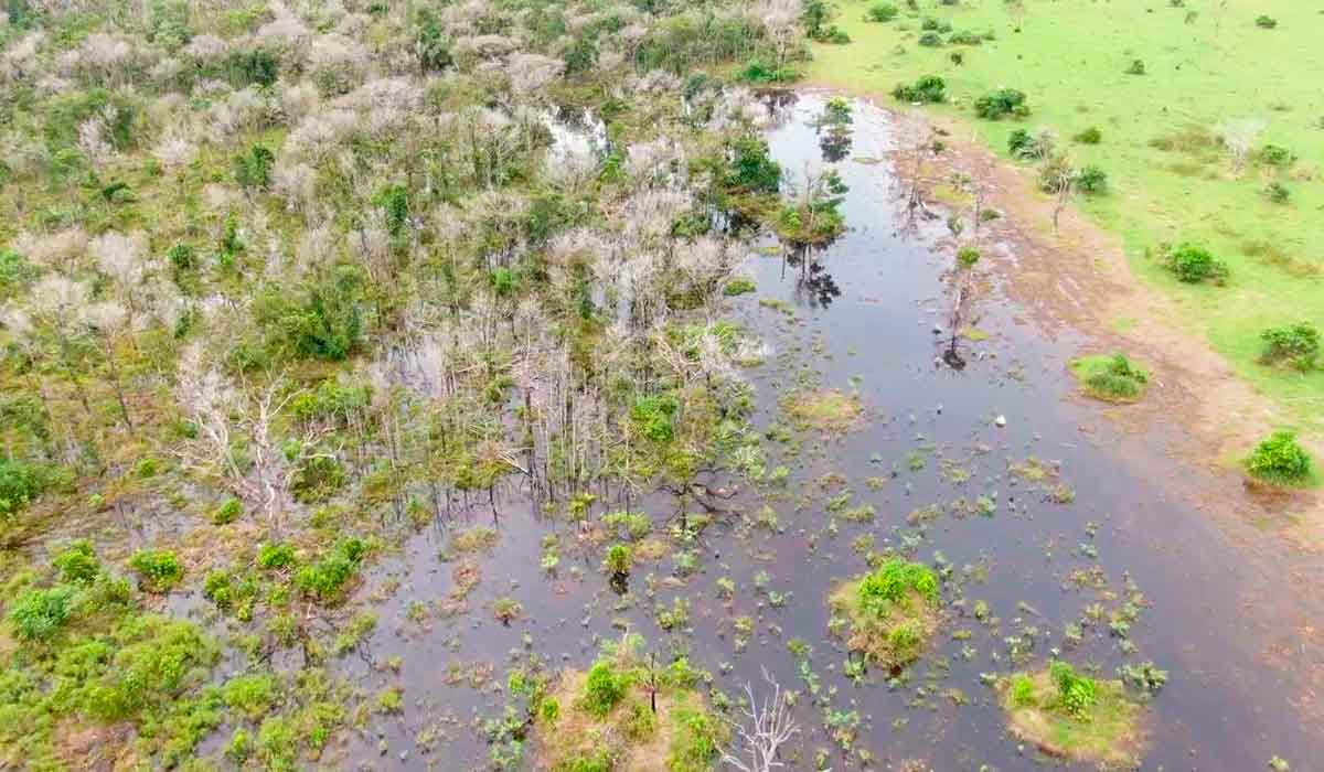 Área alagada afetada pela pulverização de agrotóxico