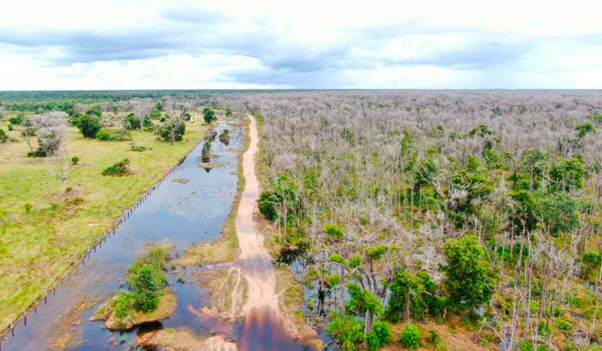 Área desfolhada com agrotóxico em área alagada