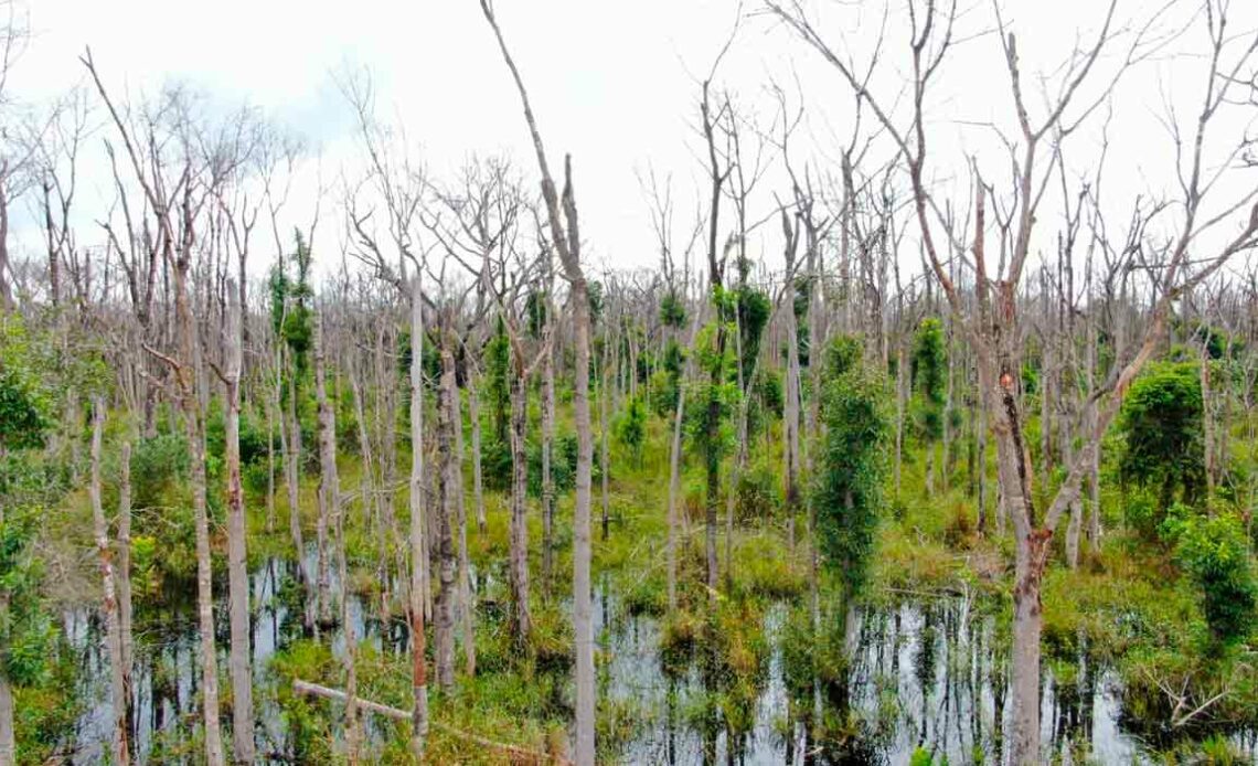 Área desfolhada pela pluverização aérea de agrotóxico