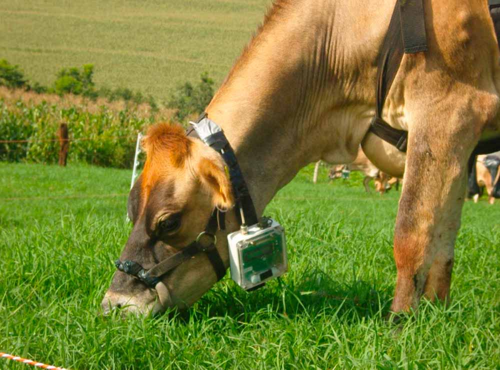Vaca jersey monitorada na pesquisa da UFRGS