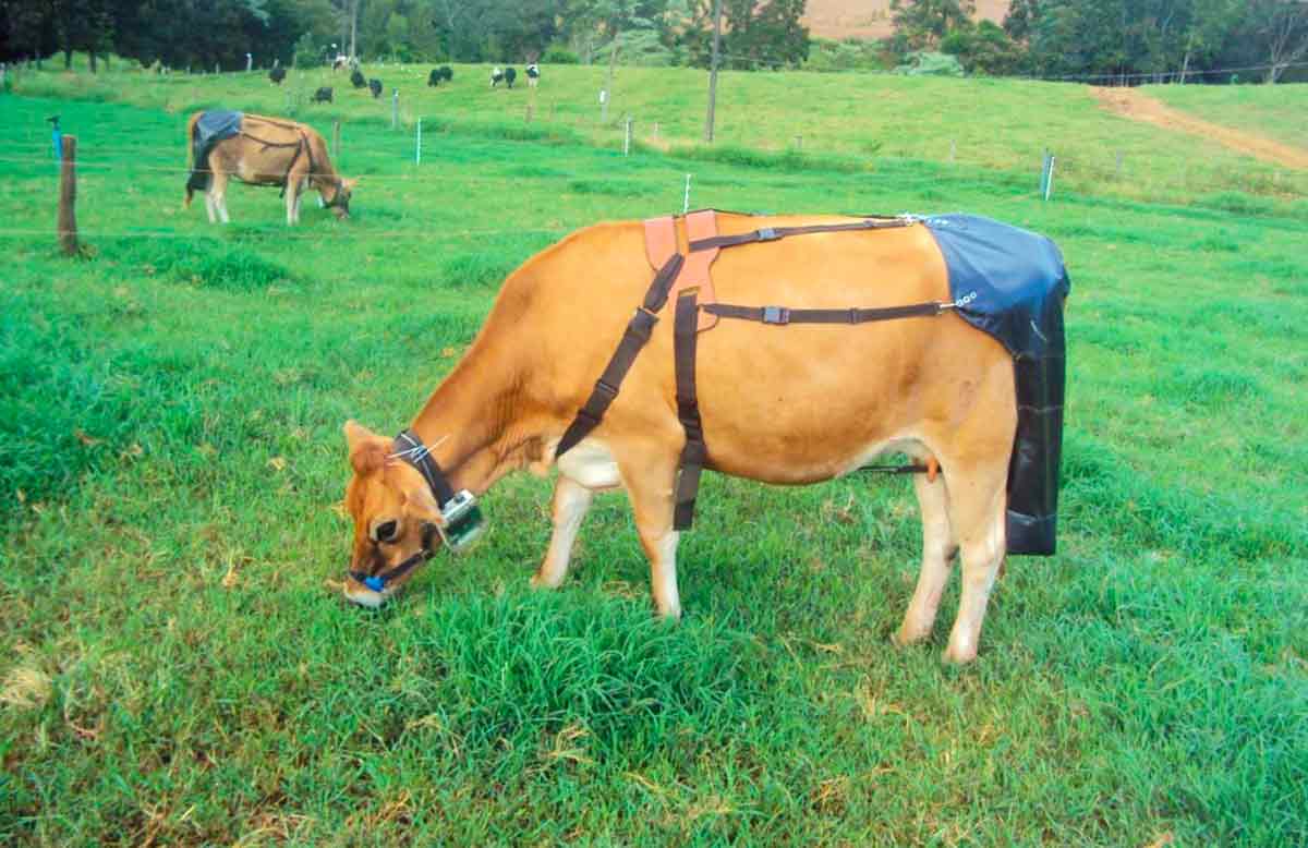 Vacas monitoradas no experimento da UFRGS