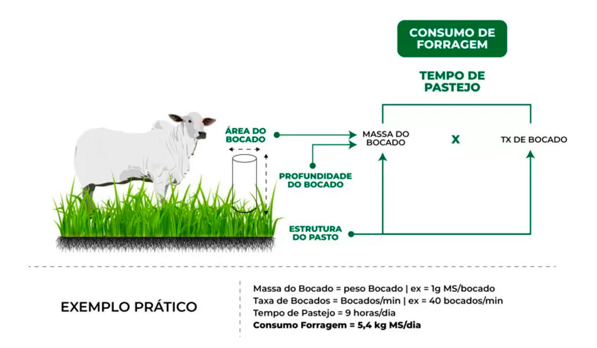 Esquema simplificado do consumo de forragem pelo animal