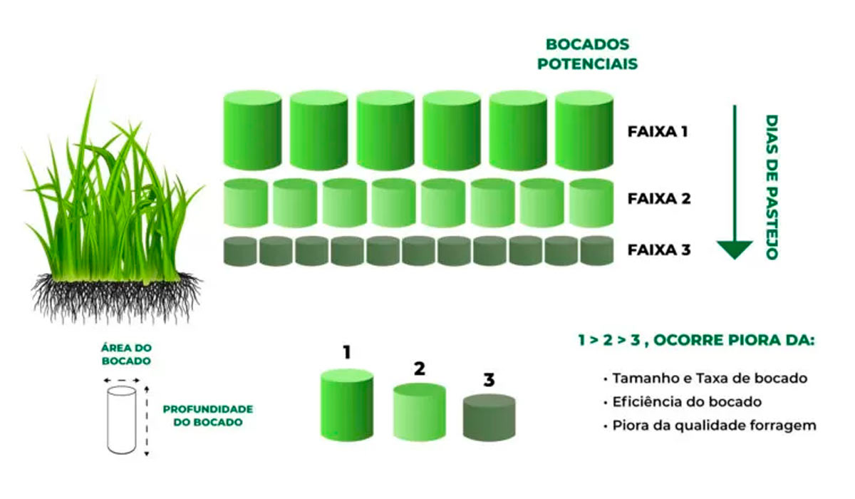 Esquema simplificado da formação do bocado ao longo dos dias de ocupação do animal no piquete