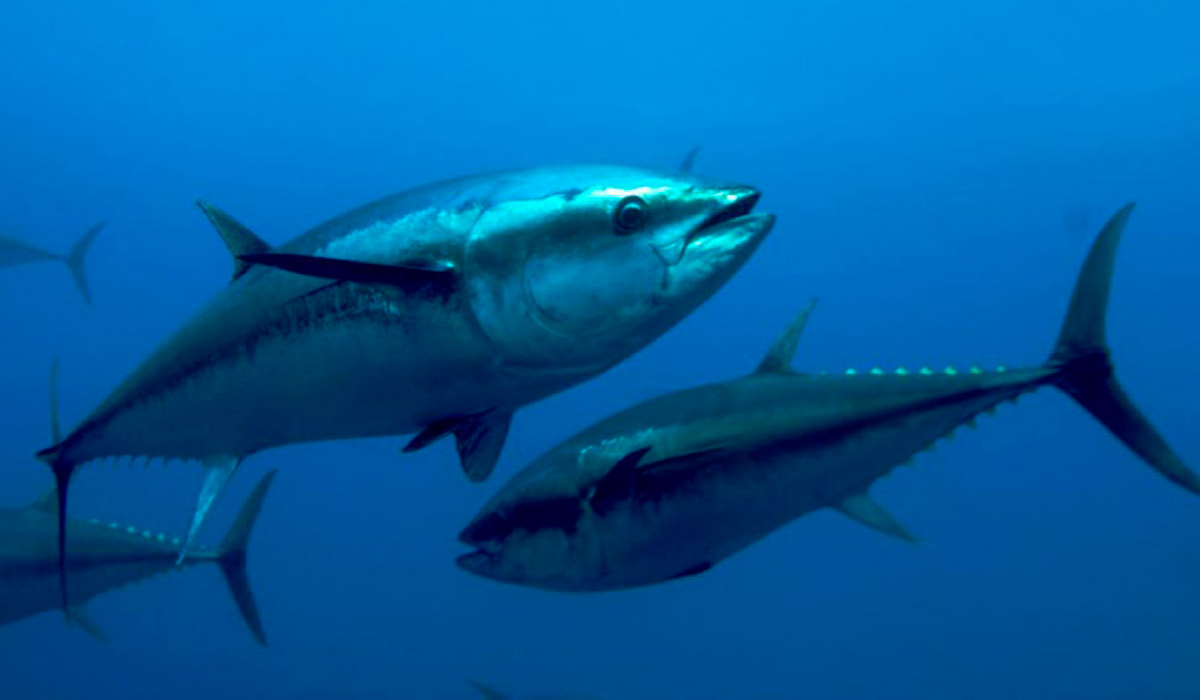 Albacora bandolim (Thunnus obesus)