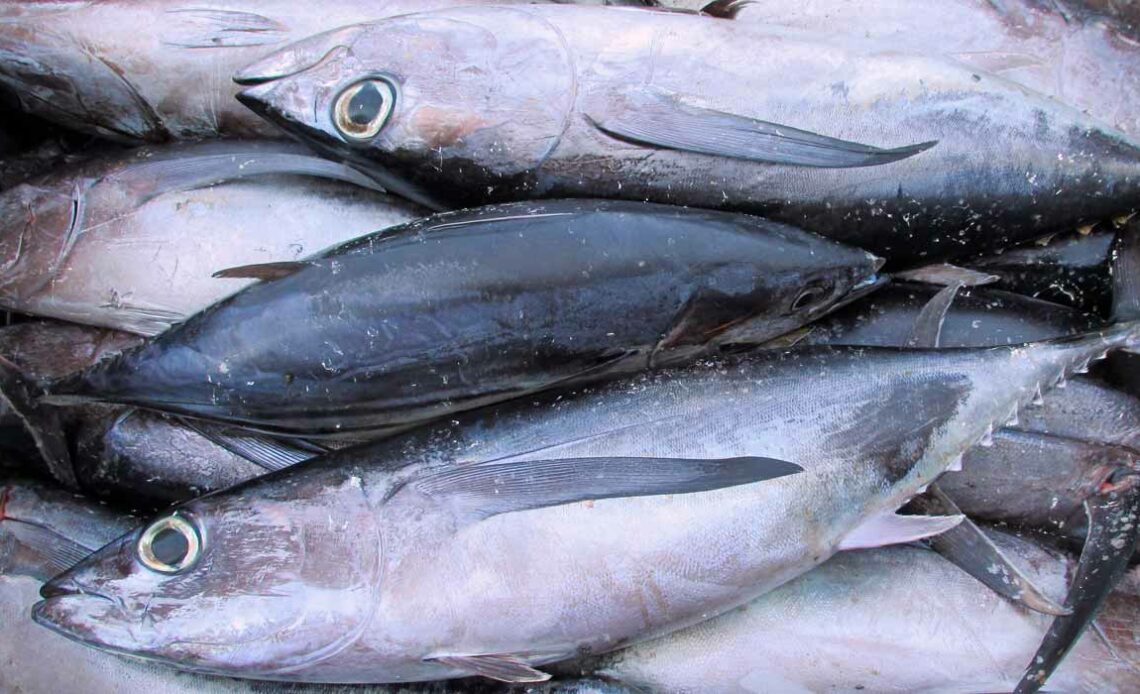 Albacoras brancas (Thunnus alalunga)