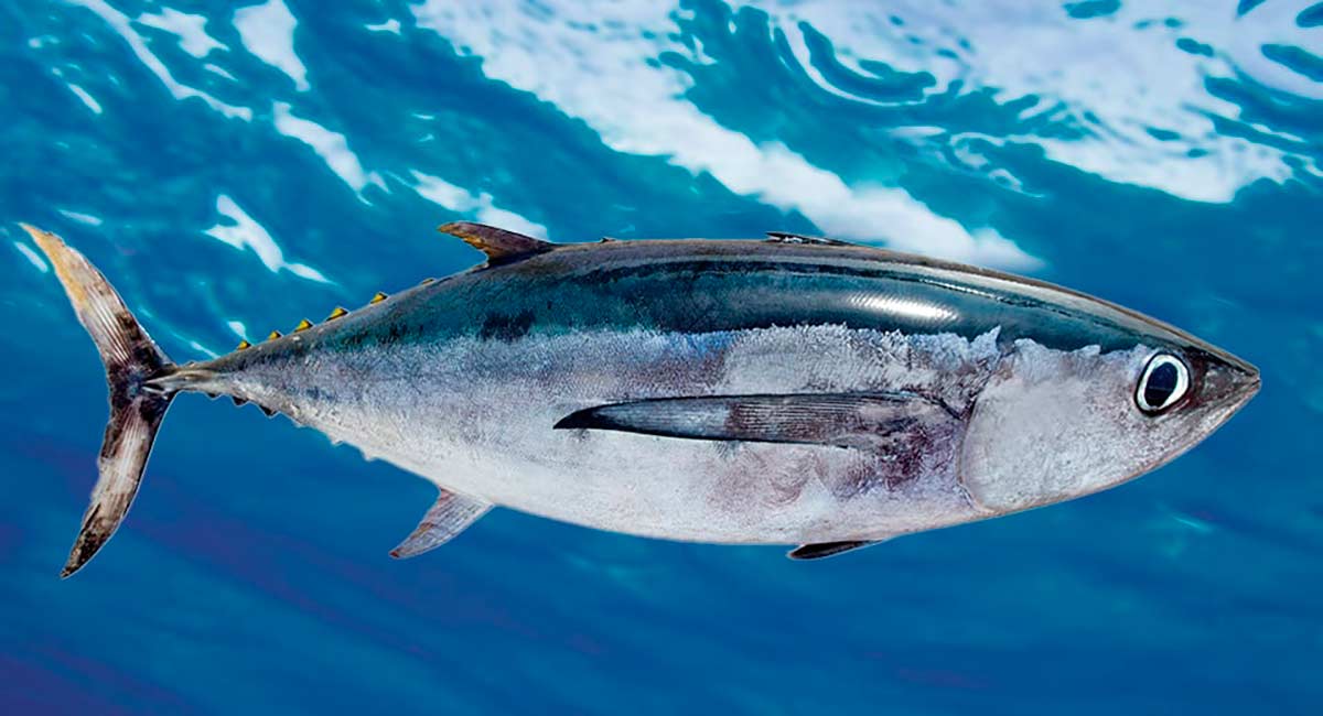 Albacora branca (Thunnus alalunga)