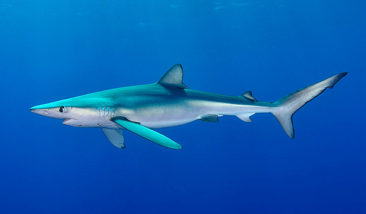 Tubarão azul (Prionace glauca)