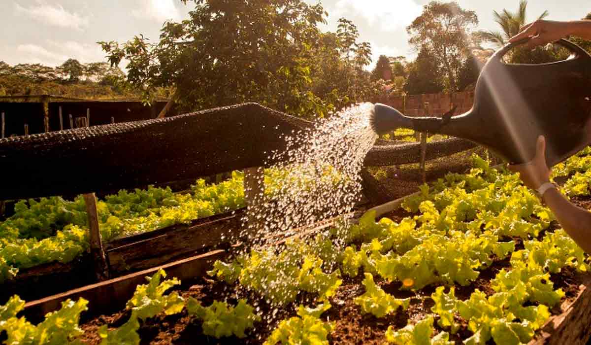 Produção numa pequena propriedade rural