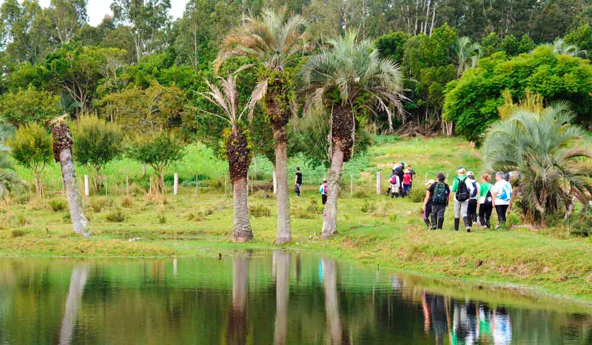 Grupo de turistas numa área de butiazal