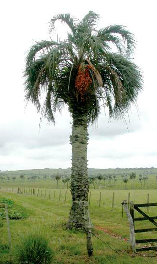 Butiá (Butia odorata)