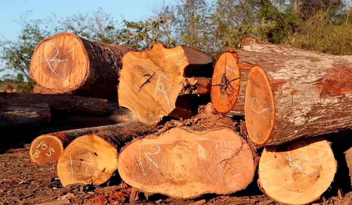 Item que mais caiu foi a madeira bruta, com 24,4% a menos em receita e 34,8% a menos em volume - Foto: Ibama