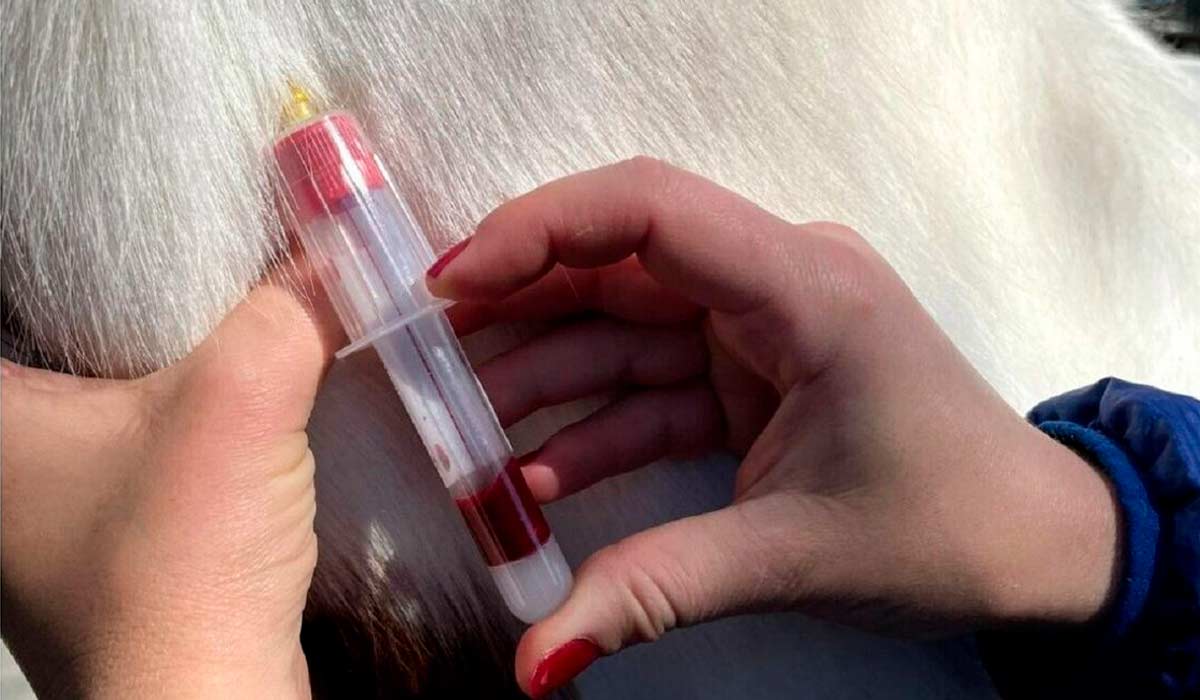 Extraindo sangue para diagnosticar a síndrome metabólica equina