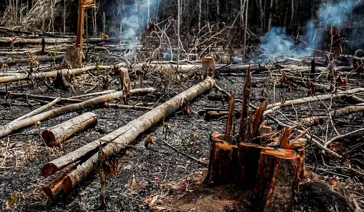 Desmatamento e queimada uma das formas de destruição do habitat