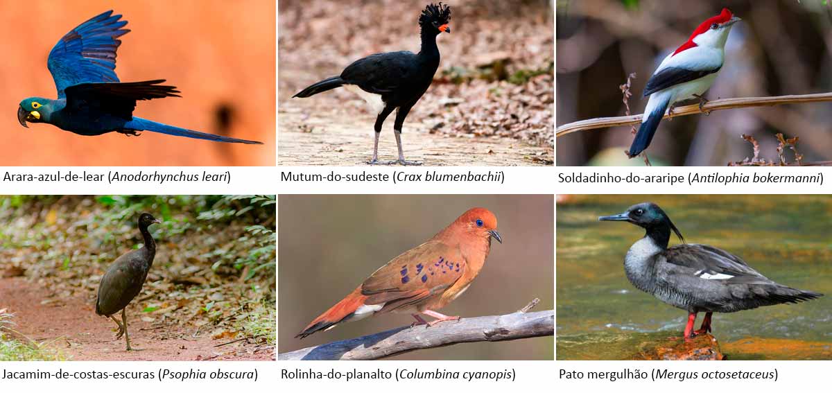 Arara-azul-de-lear, Mutum-do-sudeste, Soldadinho-do-araripe, Jacamim-de-costas-escuras, Rolinha-do-planalto e Pato mergulhão