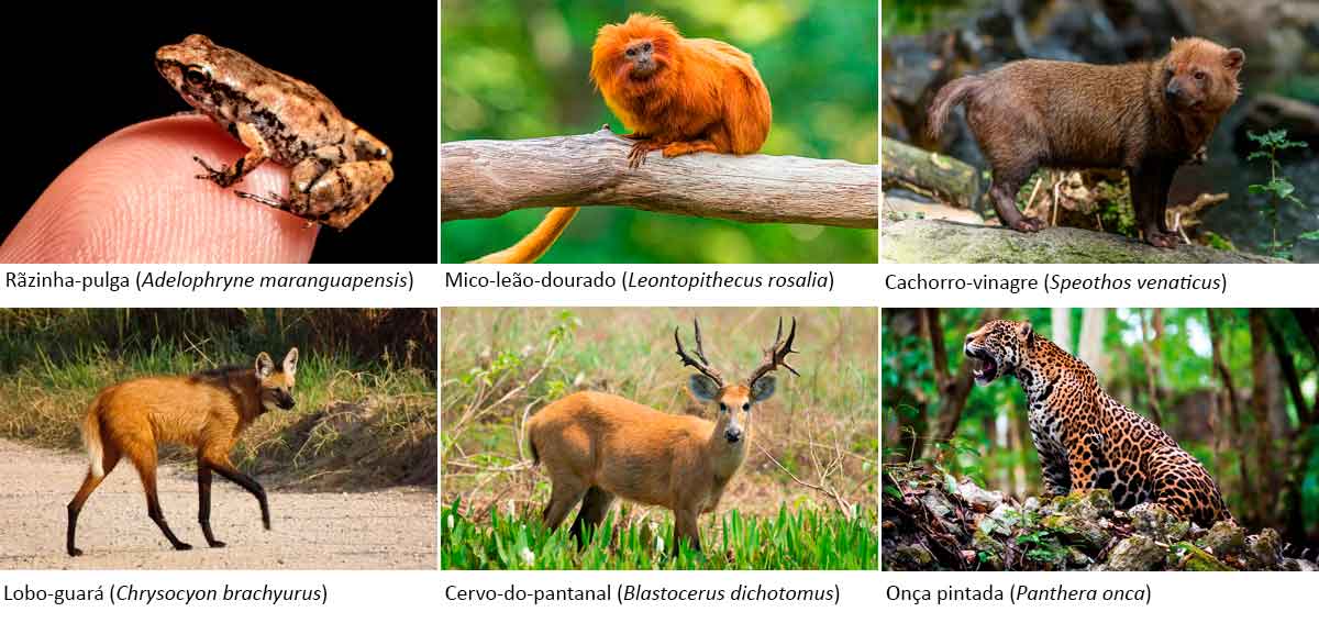 Rãzinha-pulga, Mico-leão-dourado, Cachorro-vinagre, Lobo-guará, Cervo-do-pantanal e Onça pintada