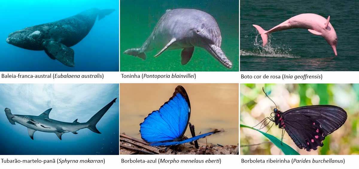 Baleia-franca-austral, Toninha, Boto cor de rosa, Tubarão-martelo-panã, Borboleta-azul, Borboleta ribeirinha
