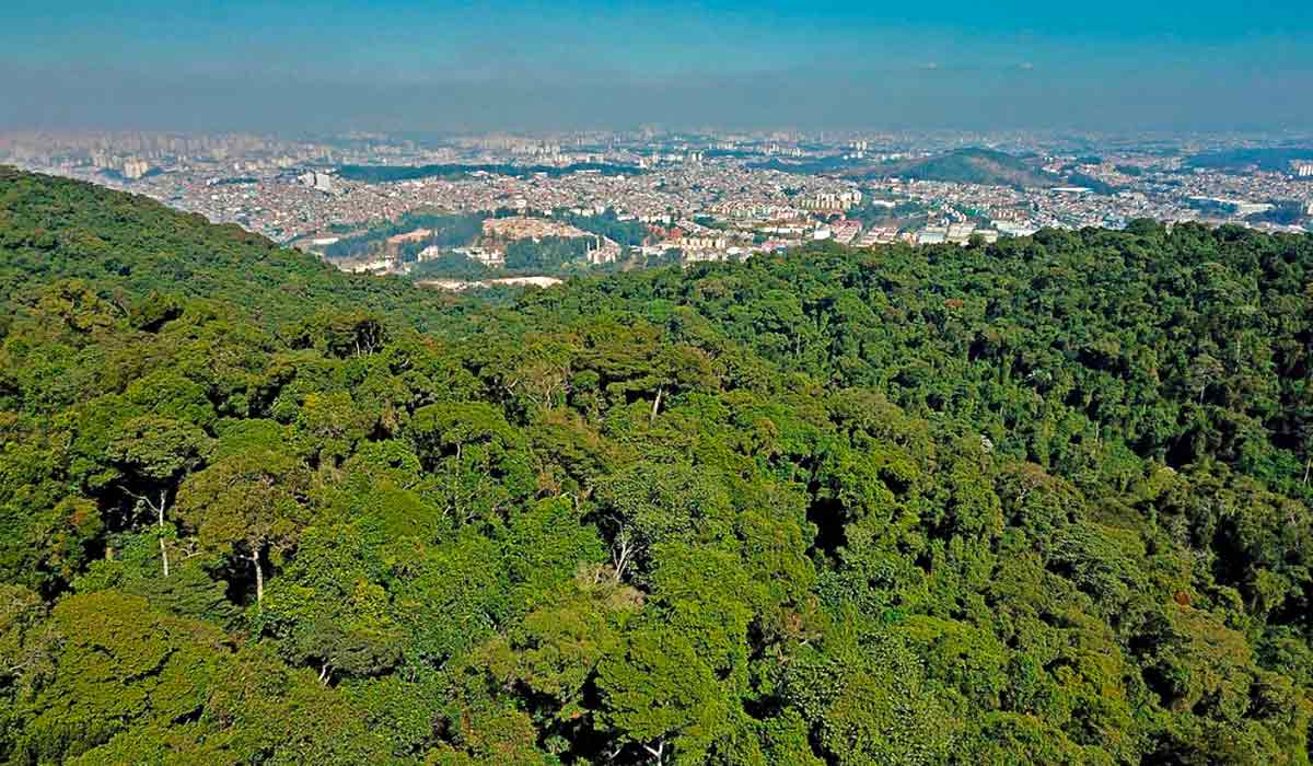 A pressão da expansão urbana sobre a floresta