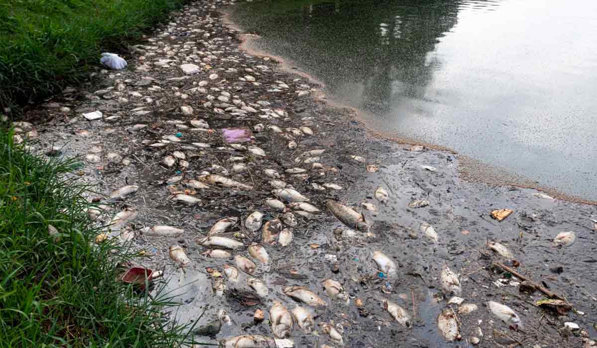 Peixes mortos na Lagoa da Pampulha, Belo Horizonte, MG