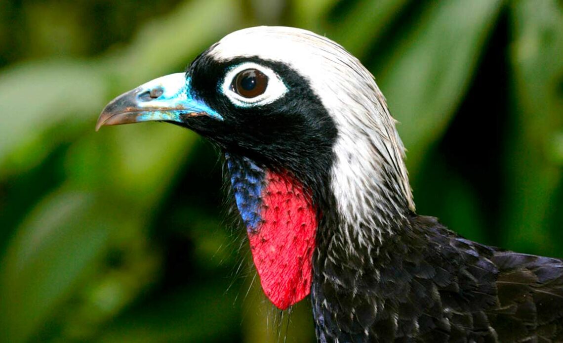 Jacutinga (Aburria jacutinga) ave caracter´stica das florestas virgens do centro-oeste e sudeste do Brasil que se encontra em pergigo de extinção(EN)