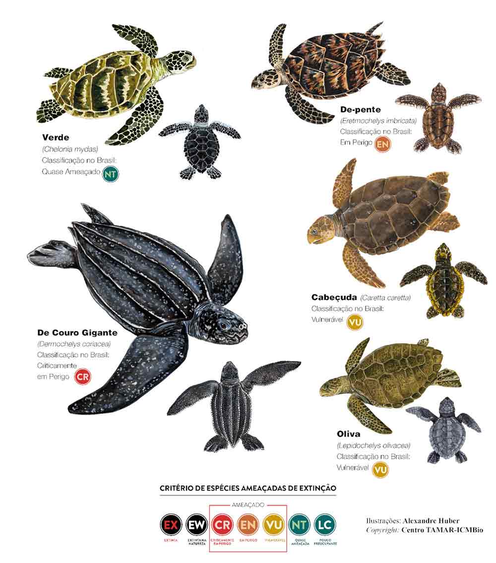 As espécies de tartarugas marinhas que ocorrem no Brasil e respectivas classificações de risco de extinção