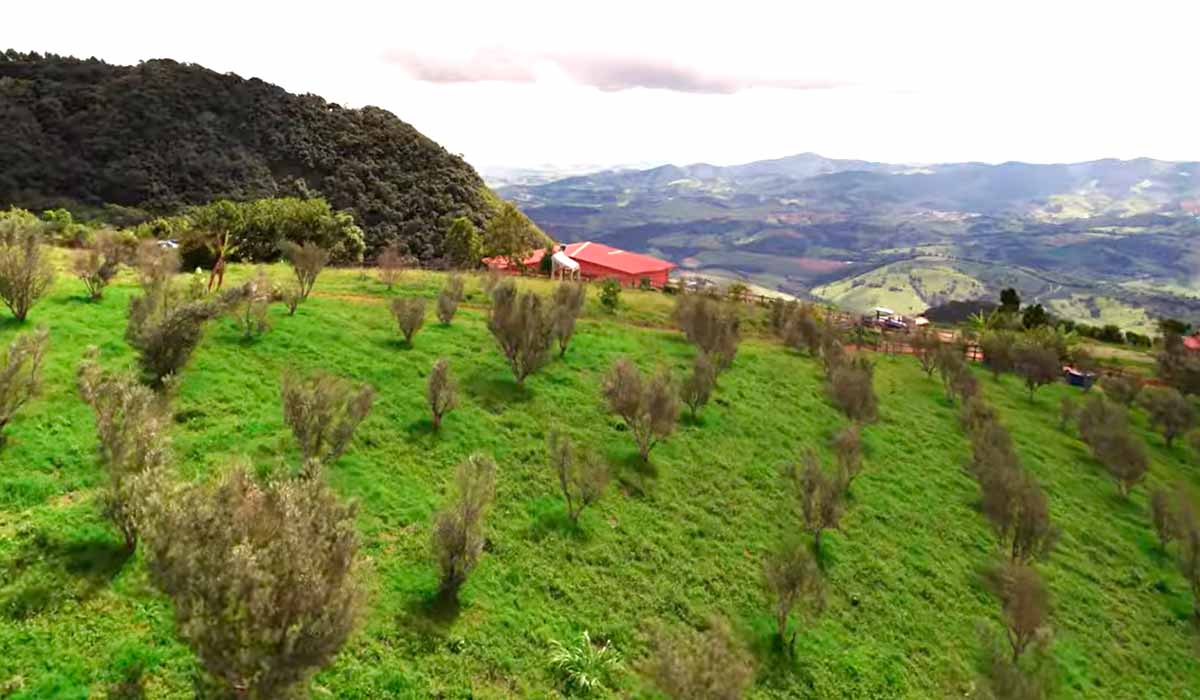 Plantado em 2020, olival está em sua segunda safra