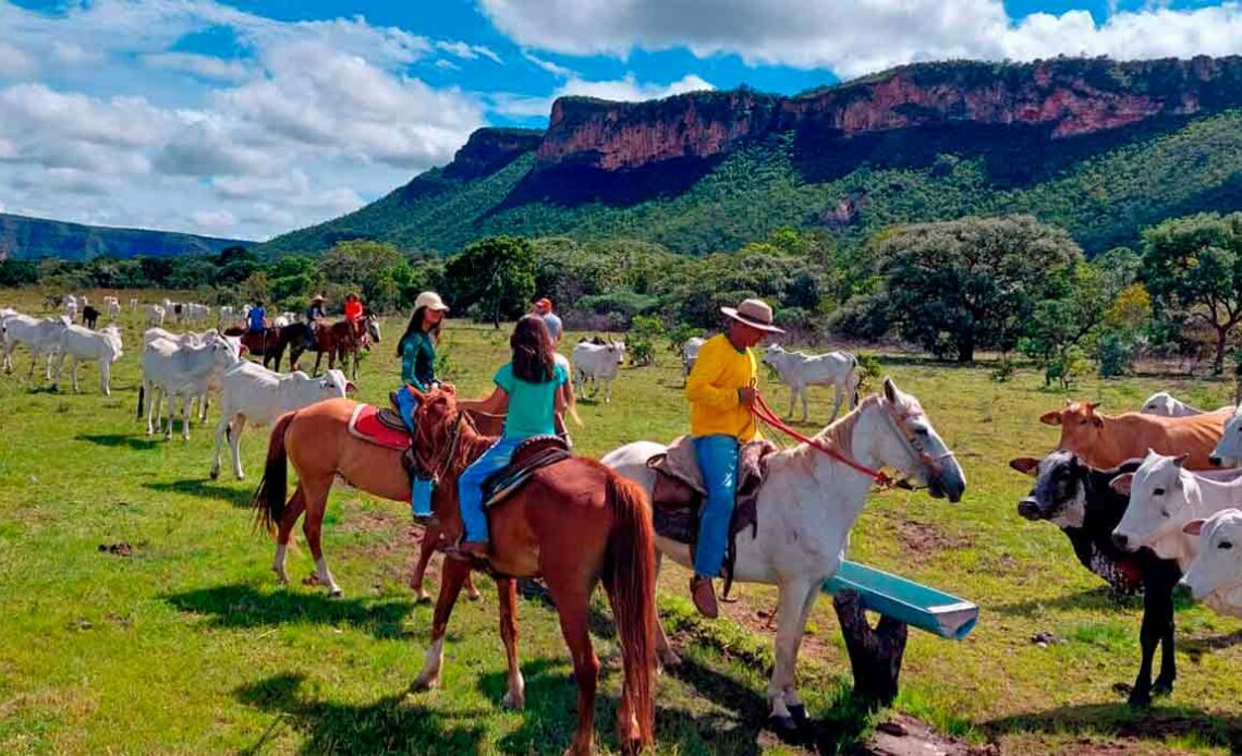 Turistas em cavalgada conhecendo o trabalho de campo com o gado