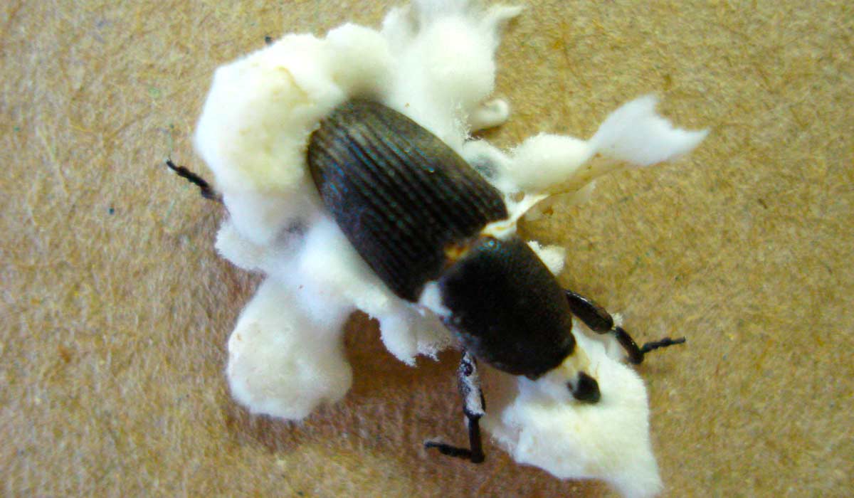 Adulto de Cosmopolites sordidus contaminado pelo fungo Beauveria bassiana Adulto de Cosmopolites sordidus contaminado pelo fungo Beauveria bassiana