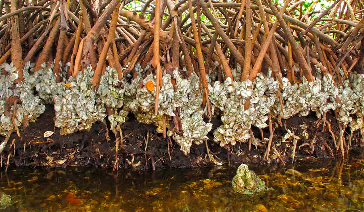 Crassostrea rhizophorae nas raizes de Rhizophorae mangle
