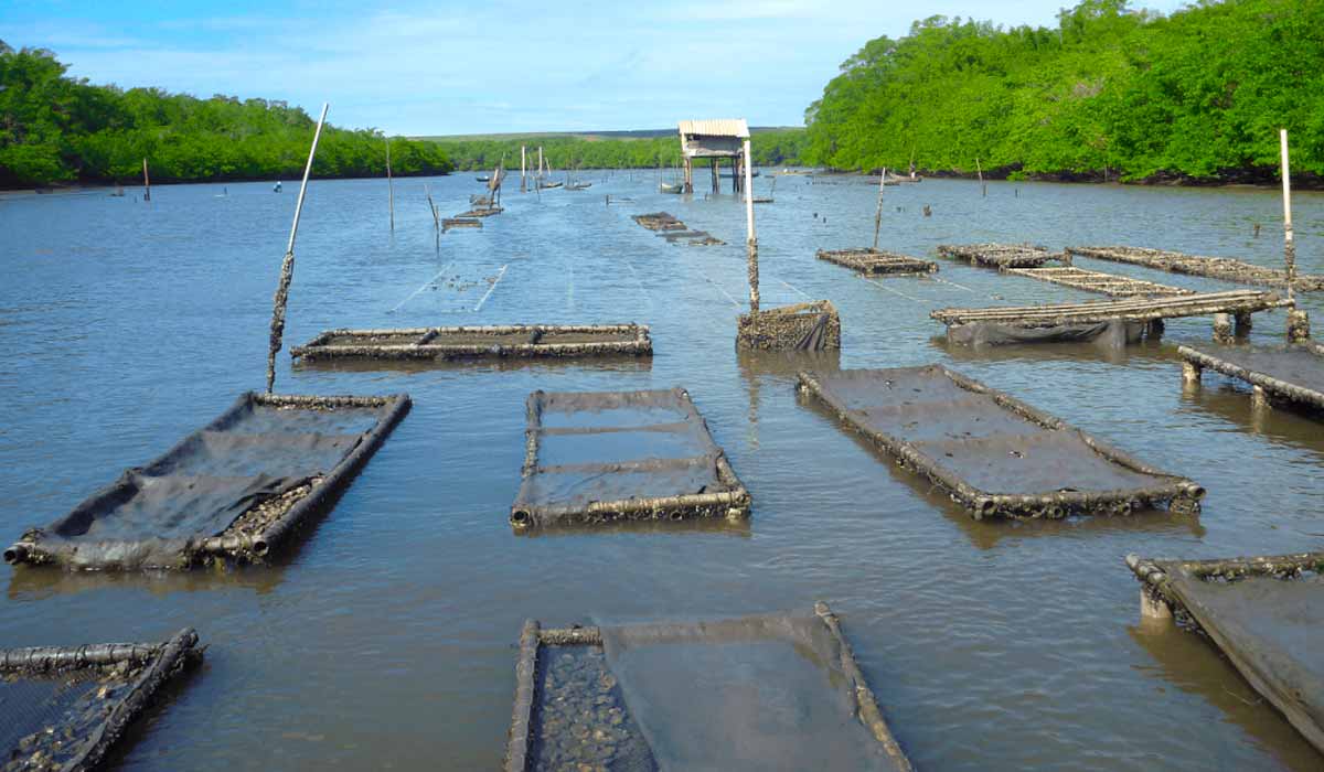 Cultivo convencional fixo no nordeste em área de manguezal