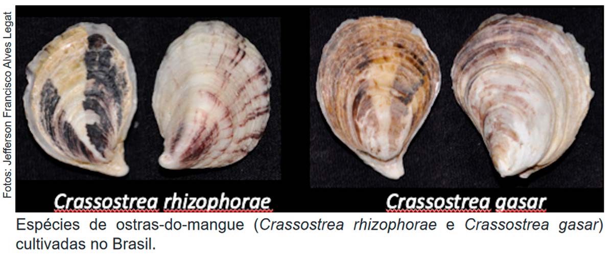 Espécies de ostras do mangue cultivadas no Brasil: Crassotrea rhizophorae e Crassotrea gasar - Foto Jefferson Francisco Alves Legat