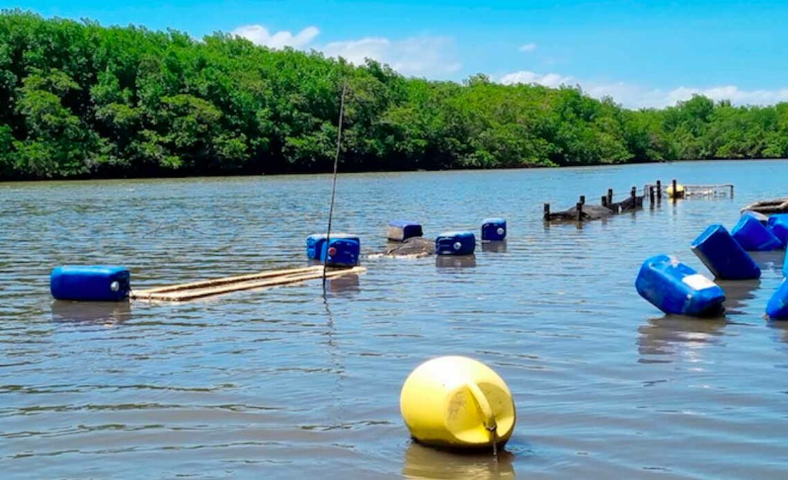 Uso de estruturas flutuantes realocáveis para o cultivo de ostras em áreas sujeitas a grandes variações de salinidade - Foto: Jefferson Francisco Alves Legat