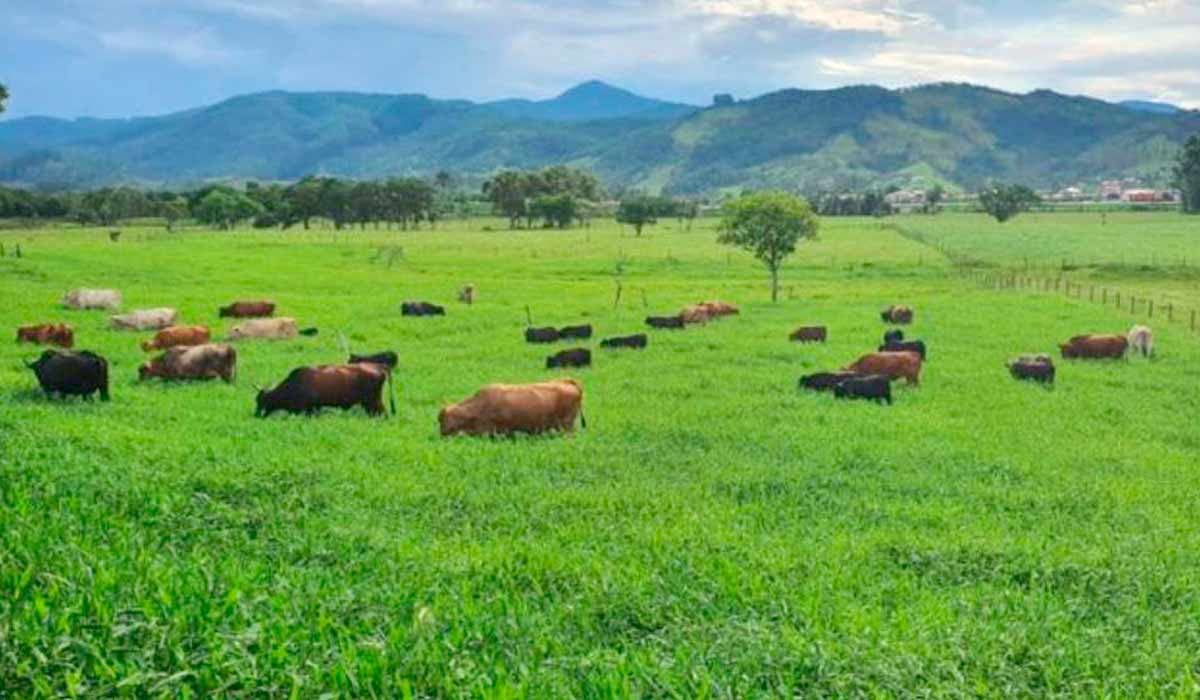 No Brasil, a pecuária responde por 76% das emissões de GEE do setor agropecuário