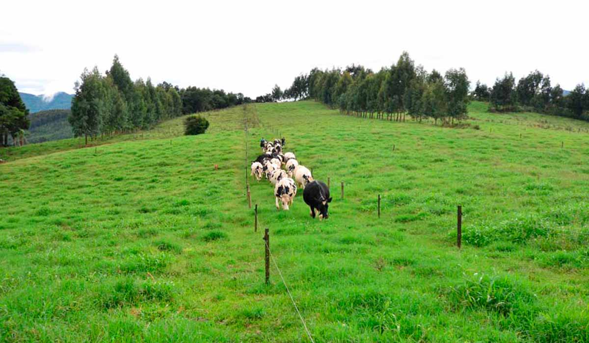 Projeto visa à redução das emissões de gases do efeito estufa provenientes da produção de bovinos