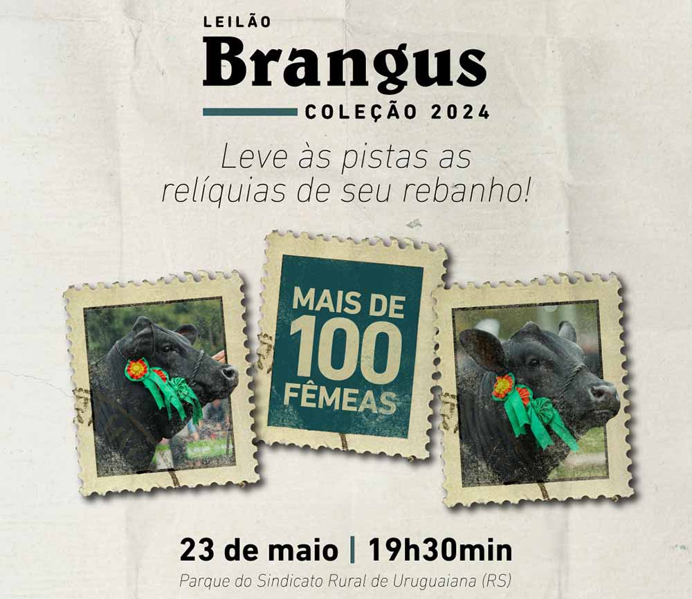 Chamada para o Leilão Brangus Coleção 2024