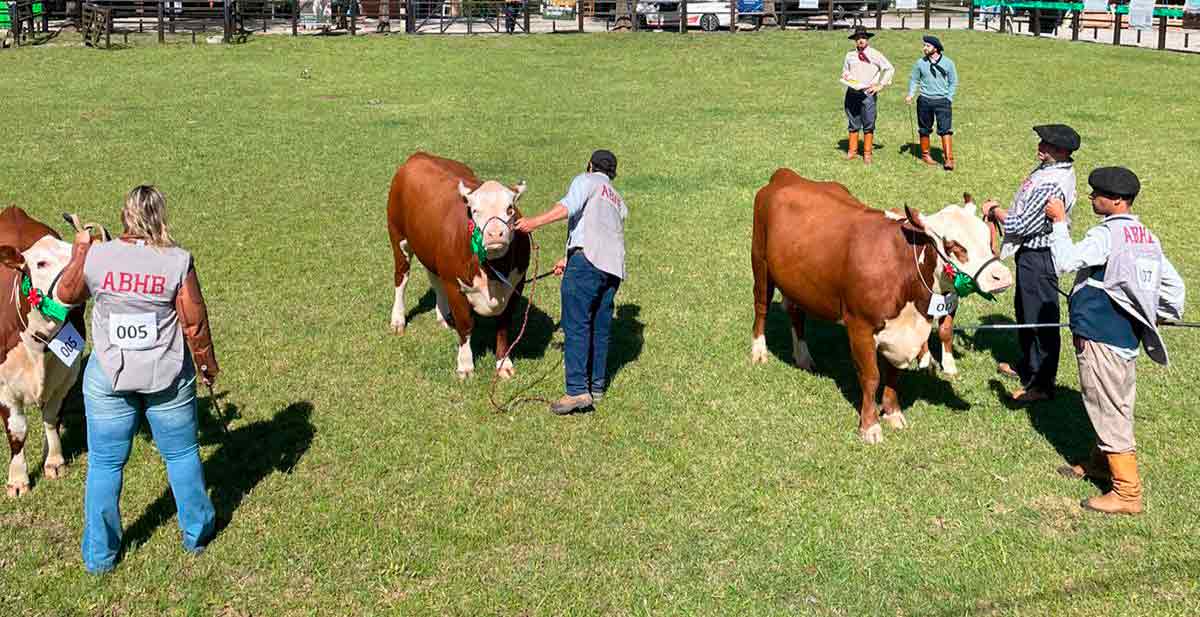 Animais na pista de julgamento