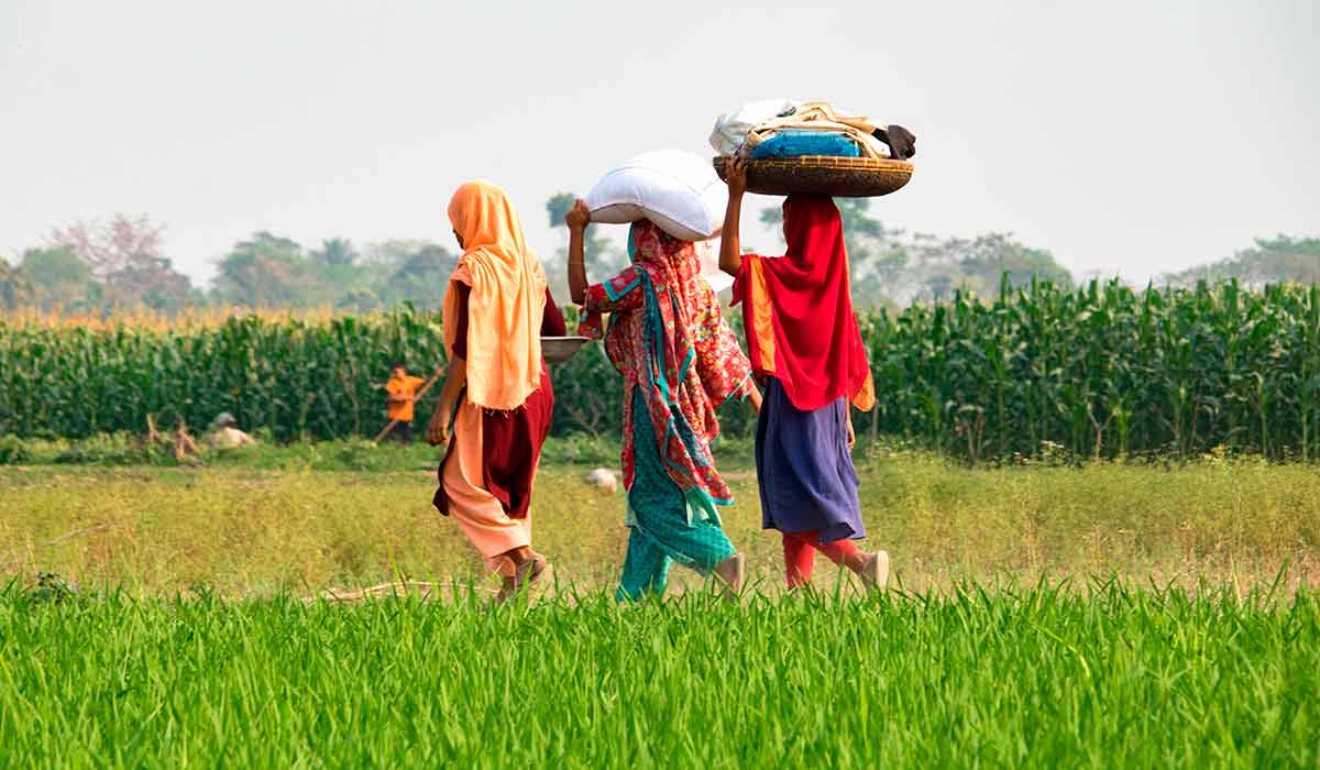 Mulheres regressam dos campos com sacos de leguminosas em Bancharampur, Cumilla (Bangladesh), onde muitas pessoas ganham a vida na agricultura