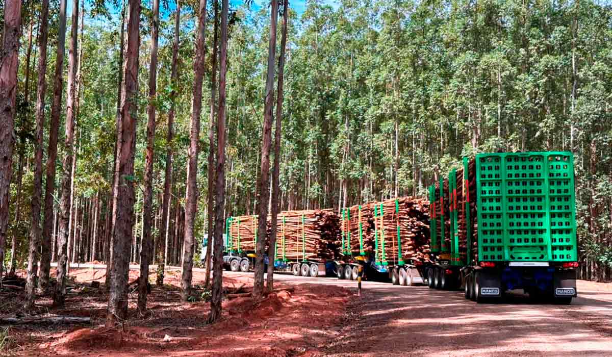 O gigante transitando por entre os talhões florestais