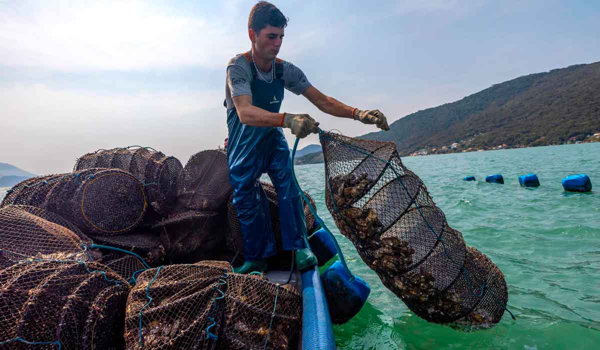 Maricultor recolhendo lanternas de ostras