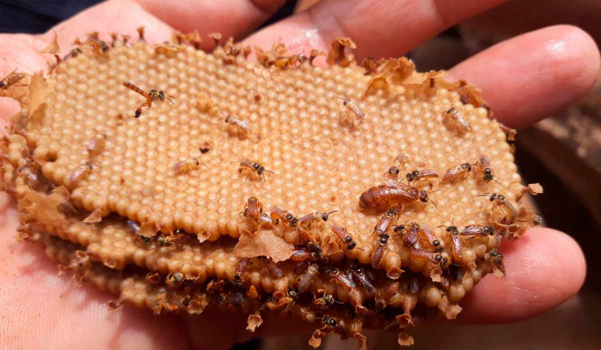 Meliponicultor com favos de abelha jataí nas mãos destacando-se a rainha da colônia