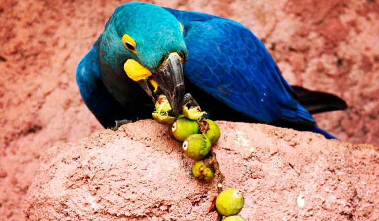 Arara-azul-de-lear conservação
