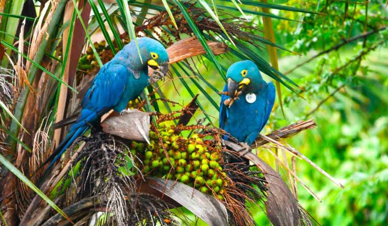 Arara-azul-de-lear conservação