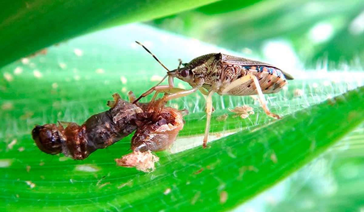 Percevejo Podisus (Podisus nigrispinus) predando lagarta-do-cartucho do milho (Spodoptera frugiperda) Percevejo Podisus (Podisus nigrispinus) predando lagarta-do-cartucho do milho (Spodoptera frugiperda)