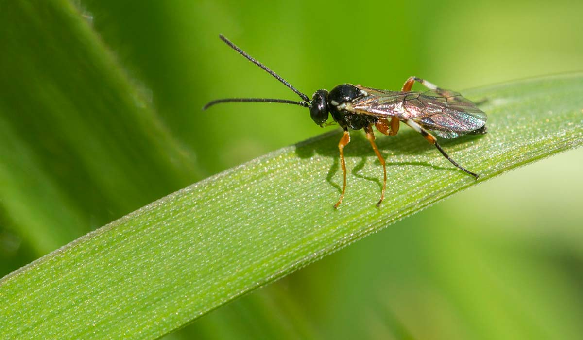 Vespa Cotesia congregata Vespa Cotesia congregata