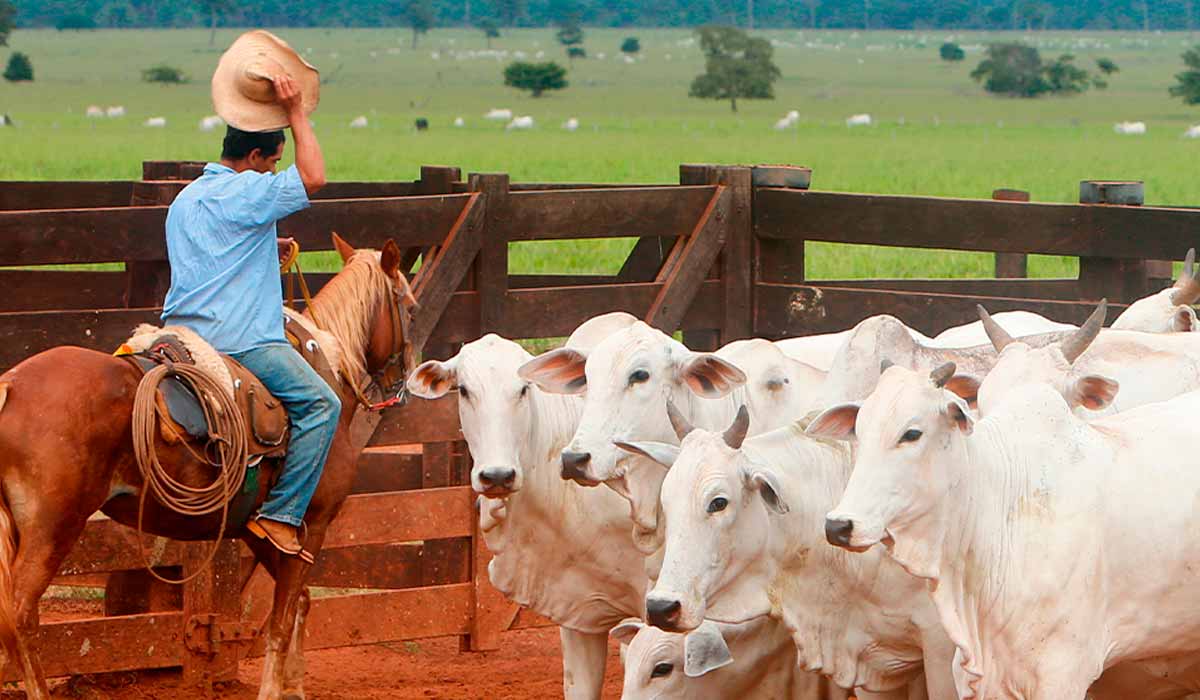 Trabalhador com a boiada no curral Trabalhador com a boiada no curral